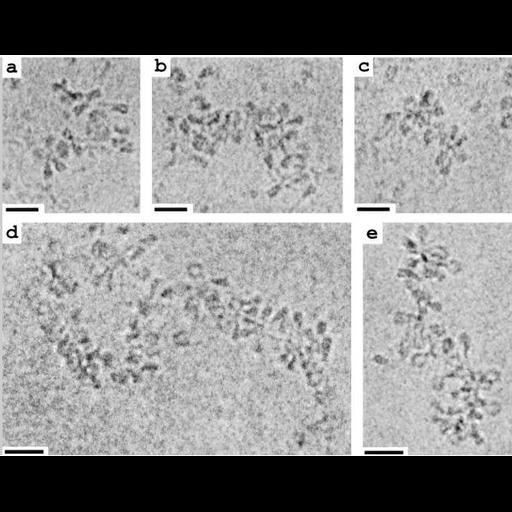  NCBI Organism:Chlorocebus sabaeus; Cell Types:kidney cell Cell Components:chromatin, nucleosome, heterochromatin; Biological process:DNA packaging, cellular component organization at cellular level;