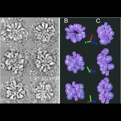  Cell Components:chromatin Biological process:chromatin organization, ;