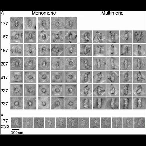  Cell Components:chromatin Biological process:chromatin organization, ;