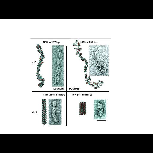  Cell Components:nuclear chromatin, chromatin; Biological process:chromatin organization, cellular component organization or biogenesis;