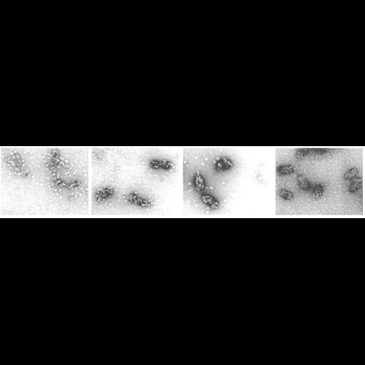  Cell Components:chromatin, nuclear chromatin; Biological process:chromatin organization, cellular component organization or biogenesis;