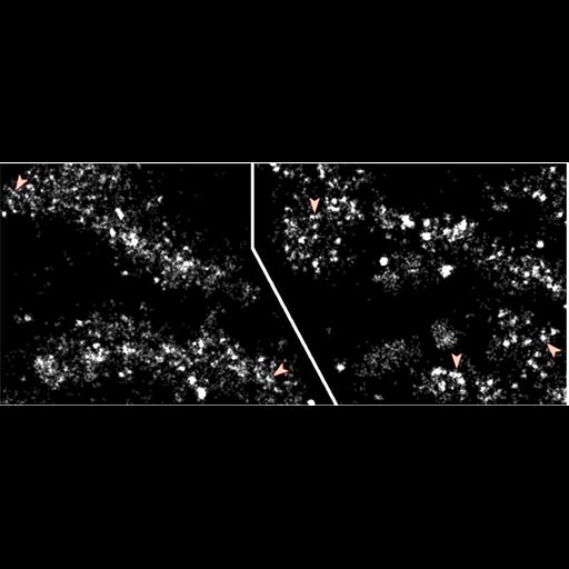  NCBI Organism:Drosophila melanogaster; Cell Types:early embryonic cell Cell Components:nuclear chromosome, ; Biological process:, chromatin organization;