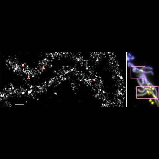  NCBI Organism:Drosophila melanogaster; Cell Types:early embryonic cell Cell Components:nuclear chromosome, ; Biological process:, chromatin organization;