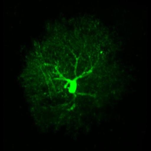  Cell Types:astrocyte Cell Components:cell projection Biological process:cerebellar cortex structural organization