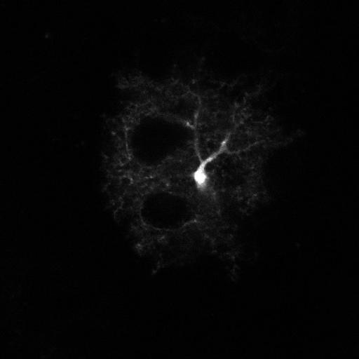  Cell Types:astrocyte Cell Components:cell projection Biological process:cerebellar cortex structural organization