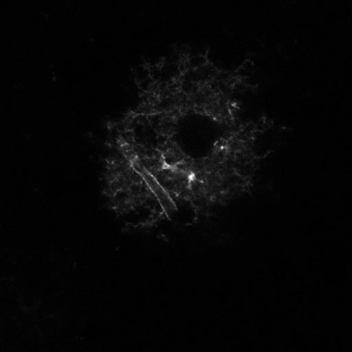  Cell Types:astrocyte Cell Components:cell projection Biological process:cerebellar cortex structural organization