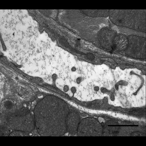  NCBI Organism:Mus musculus; Cell Types:cardiac muscle cell Biological process:transport