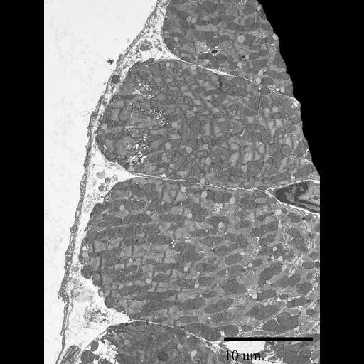  NCBI Organism:Mus musculus; Cell Types:cardiac muscle cell Cell Components:myofibril, ; Biological process:ventricular cardiac myofibril development