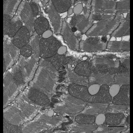  NCBI Organism:Mus musculus; Cell Types:cardiac muscle cell Cell Components:intercalated disc