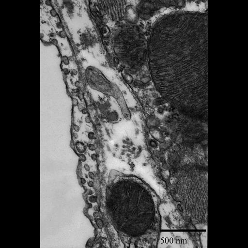  NCBI Organism:Mus musculus; Cell Components:mitochondrion, coated vesicle; Biological process:vesicle-mediated transport