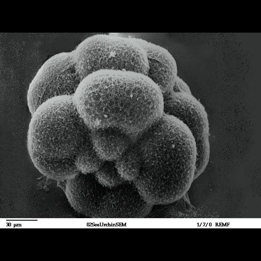  NCBI Organism:Lytechinus pictus; Cell Types:, , ; Cell Components:cell surface, cleavage furrow, fertilization envelope; Biological process:embryonic cleavage, embryo development;