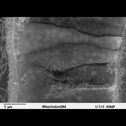  NCBI Organism:Lytechinus pictus; Cell Types:epithelial cell Cell Components:cell surface Biological process:embryonic morphogenesis