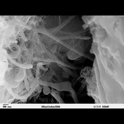  NCBI Organism:Lytechinus pictus; Cell Types:mesenchymal cell, epithelial cell; Cell Components:extracellular matrix, extracellular region;