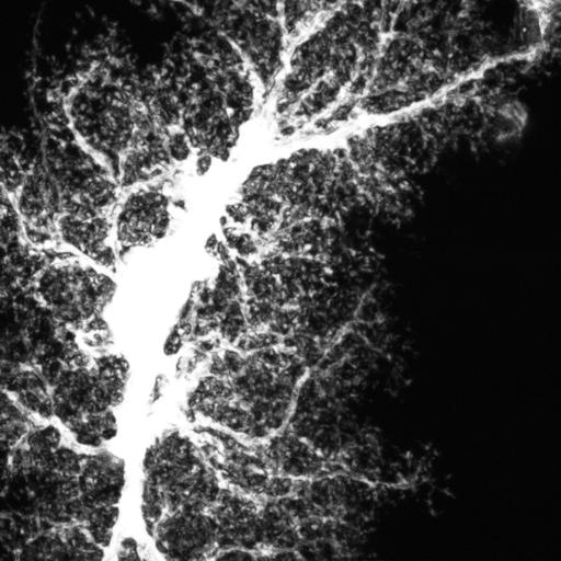  NCBI Organism:Rattus norvegicus; Cell Types:astrocyte, astrocyte of the hippocampus; Cell Components:cell projection cytoplasm, cell body; Biological process:forebrain astrocyte development, cell projection organization;