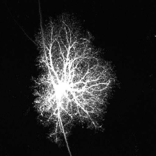  NCBI Organism:Rattus norvegicus; Cell Types:astrocyte, astrocyte of the hippocampus; Cell Components:cell projection cytoplasm, cell body; Biological process:forebrain astrocyte development, cell projection organization;