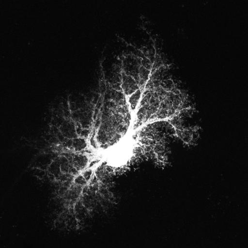  NCBI Organism:Rattus norvegicus; Cell Types:astrocyte, astrocyte of the hippocampus; Cell Components:cell projection cytoplasm, cell body; Biological process:forebrain astrocyte development, cell projection organization;