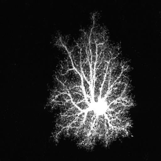  NCBI Organism:Rattus norvegicus; Cell Types:astrocyte, astrocyte of the hippocampus; Cell Components:cell projection cytoplasm, cell body; Biological process:forebrain astrocyte development, cell projection organization;