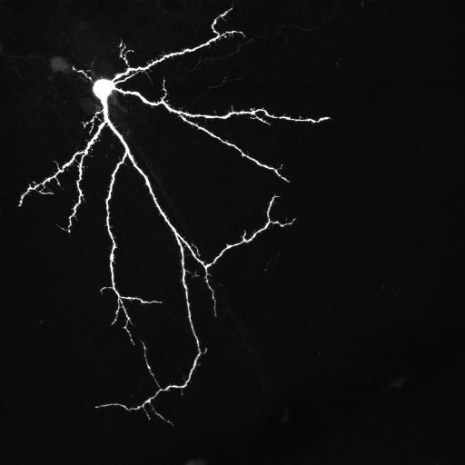  NCBI Organism:Rattus norvegicus; Cell Types:basket cell Cell Components:neuronal cell body, dendrite;