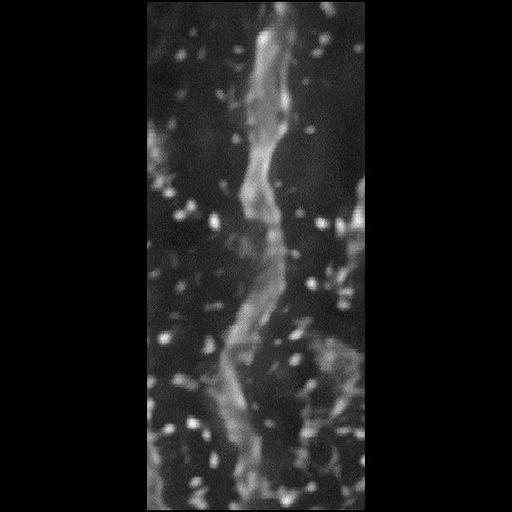  NCBI Organism:Rattus norvegicus; Cell Types:CNS neuron (sensu Vertebrata), Purkinje cell; Cell Components:dendritic spine, dendrite;