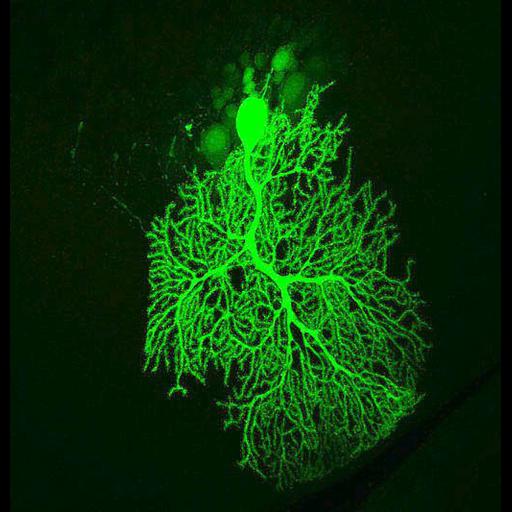  NCBI Organism:Mus musculus; Cell Types:Purkinje cell Cell Components:dendrite, neuronal cell body; Biological process:cell projection organization