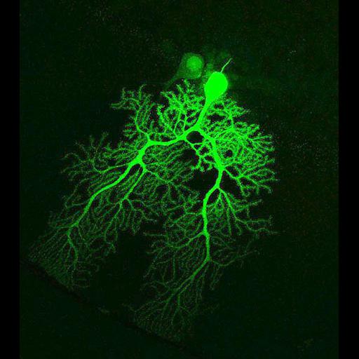  NCBI Organism:Mus musculus; Cell Types:Purkinje cell Cell Components:dendrite, neuronal cell body; Biological process:cell projection organization