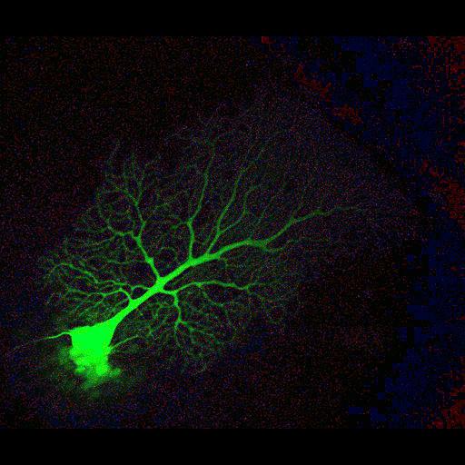  NCBI Organism:Mus musculus; Cell Types:Purkinje cell Cell Components:dendrite, neuronal cell body; Biological process:cell projection organization