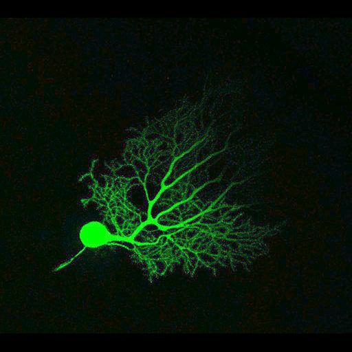  NCBI Organism:Mus musculus; Cell Types:Purkinje cell Cell Components:dendrite, neuronal cell body; Biological process:cell projection organization