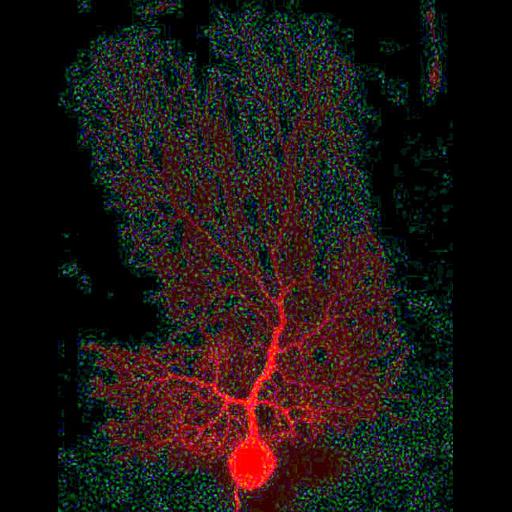  NCBI Organism:Rattus norvegicus; Cell Types:Purkinje cell Cell Components:dendrite, neuronal cell body; Biological process:cell projection organization