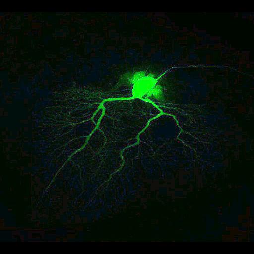  NCBI Organism:Mus musculus; Cell Types:Purkinje cell Cell Components:dendrite, neuronal cell body; Biological process:cell projection organization