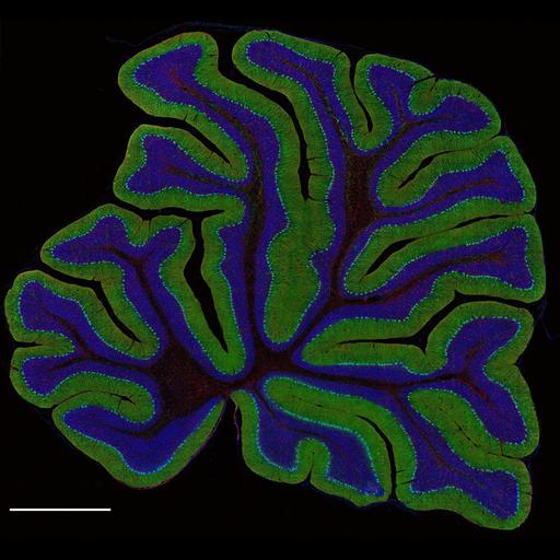  NCBI Organism:Rattus norvegicus; Cell Types:Purkinje cell, astrocyte, cerebellar granule cell; Cell Components:cell projection cytoplasm, cell body, nucleus, neuronal cell body; Biological process:cerebellum structural organization