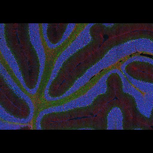  NCBI Organism:Rattus norvegicus; Cell Types:Purkinje cell, astrocyte, cerebellar granule cell; Cell Components:cell projection cytoplasm, cell body, nucleus, neuronal cell body, neurofilament cytoskeleton; Biological process:cerebellum structural organization