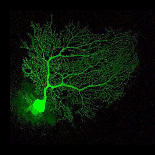  NCBI Organism:Mus musculus; Cell Types:Purkinje cell Cell Components:dendrite, neuronal cell body; Biological process:cell projection organization