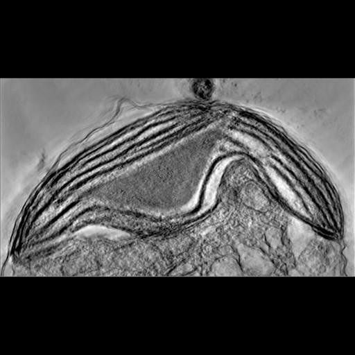  NCBI Organism:Phaeocystis antarctica; Cell Components:thylakoid, chloroplast; Biological process:photosynthetic electron transport chain, thylakoid membrane organization;