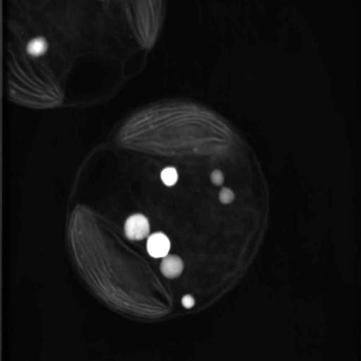  NCBI Organism:Phaeocystis antarctica; Cell Components:thylakoid, chloroplast; Biological process:photosynthetic electron transport chain, thylakoid membrane organization;