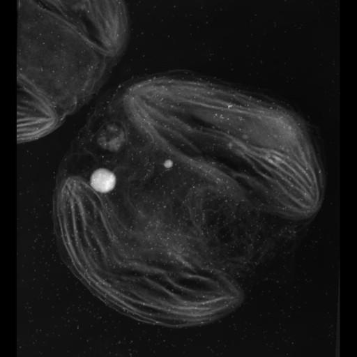  NCBI Organism:Phaeocystis antarctica; Cell Components:thylakoid, chloroplast; Biological process:photosynthetic electron transport chain, thylakoid membrane organization;