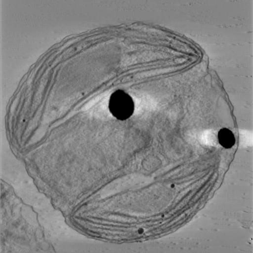  NCBI Organism:Phaeocystis antarctica; Cell Components:thylakoid, chloroplast; Biological process:photosynthetic electron transport chain, thylakoid membrane organization, chloroplast organization, plastid organization;