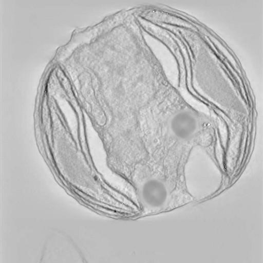  NCBI Organism:Phaeocystis antarctica; Cell Components:thylakoid, chloroplast; Biological process:photosynthetic electron transport chain, thylakoid membrane organization;