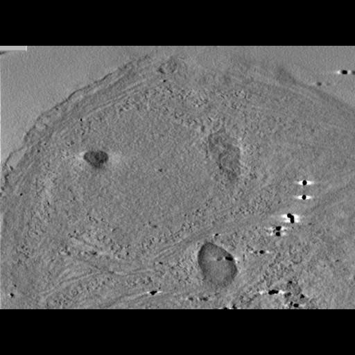  NCBI Organism:Phaeocystis antarctica; Cell Components:thylakoid, chloroplast; Biological process:photosynthetic electron transport chain, thylakoid membrane organization;