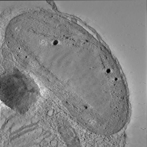  NCBI Organism:Phaeocystis antarctica; Cell Components:thylakoid, chloroplast; Biological process:photosynthetic electron transport chain, thylakoid membrane organization;