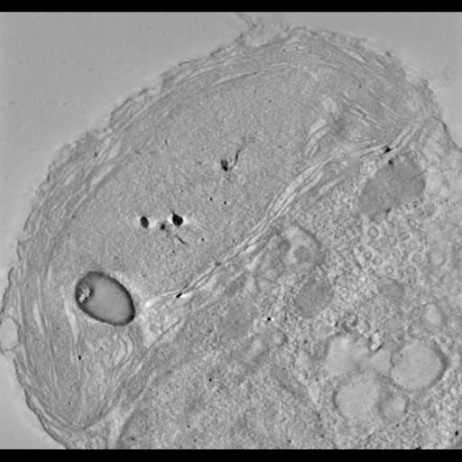  NCBI Organism:Phaeocystis antarctica; Cell Components:thylakoid, chloroplast; Biological process:photosynthetic electron transport chain, thylakoid membrane organization;