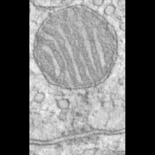  NCBI Organism:Felis catus; Cell Types:CNS neuron (sensu Vertebrata) Cell Components:mitochondrion