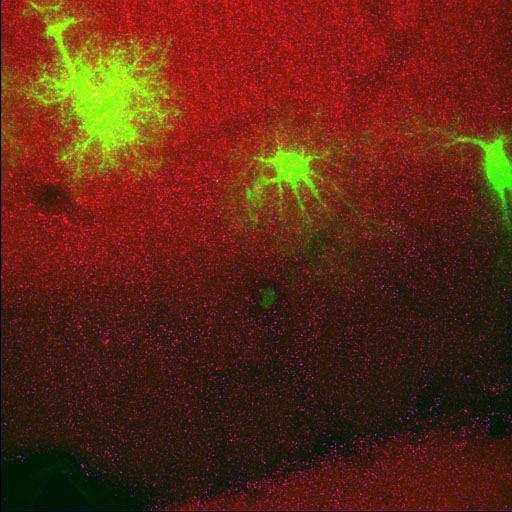  NCBI Organism:Rattus norvegicus; Cell Types:astrocyte, astrocyte of the hippocampus; Cell Components:cell projection cytoplasm, cell body; Biological process:forebrain astrocyte development