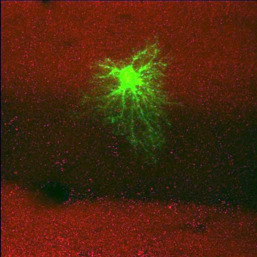  NCBI Organism:Rattus norvegicus; Cell Types:astrocyte, astrocyte of the hippocampus; Cell Components:cell projection cytoplasm, cell body; Biological process:forebrain astrocyte development