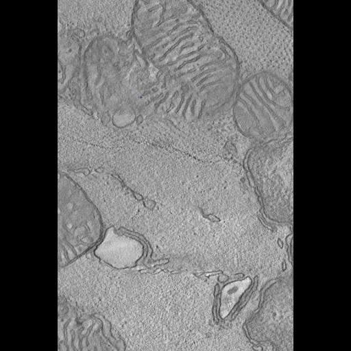  NCBI Organism:Mus musculus; Cell Types:regular cardiac myocyte Cell Components:T-tubule, mitochondrion, intercalated disc;