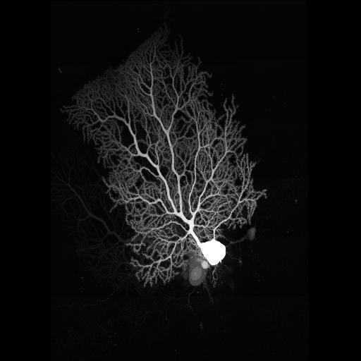  NCBI Organism:Mus musculus; Cell Types:Purkinje cell Cell Components:dendrite, neuronal cell body; Biological process:cell projection organization