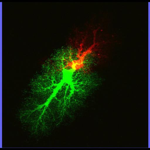  NCBI Organism:Rattus; Cell Types:astrocyte, astrocyte of the hippocampus; Cell Components:cell projection cytoplasm, cell body; Biological process:forebrain astrocyte development, cell projection organization;