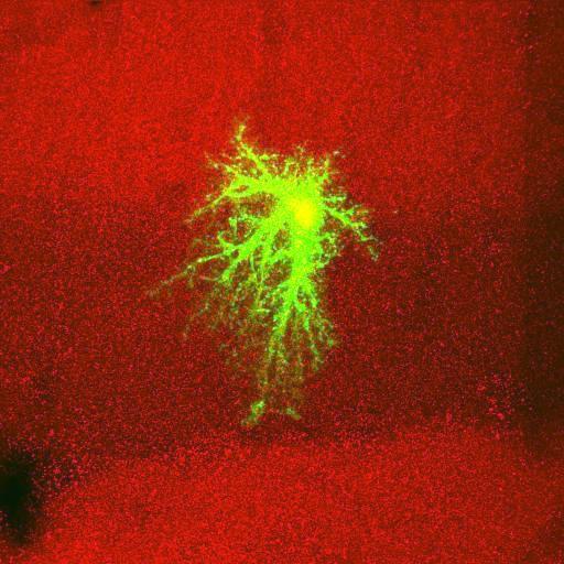  NCBI Organism:Rattus norvegicus; Cell Types:astrocyte, astrocyte of the hippocampus; Cell Components:cell projection cytoplasm, cell body; Biological process:forebrain astrocyte development