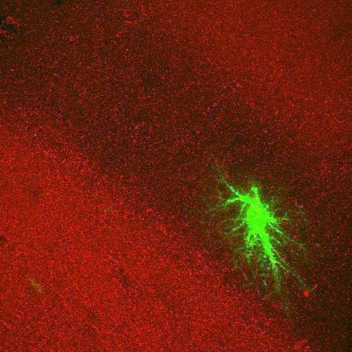  NCBI Organism:Rattus norvegicus; Cell Types:astrocyte, astrocyte of the hippocampus; Cell Components:cell projection cytoplasm, cell body; Biological process:forebrain astrocyte development