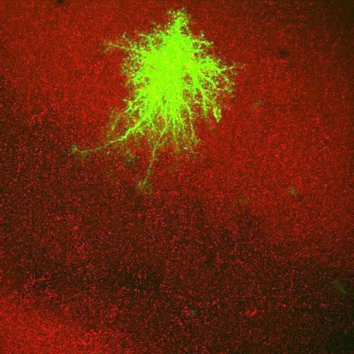  NCBI Organism:Rattus norvegicus; Cell Types:astrocyte, astrocyte of the hippocampus; Cell Components:cell projection cytoplasm, cell body; Biological process:forebrain astrocyte development