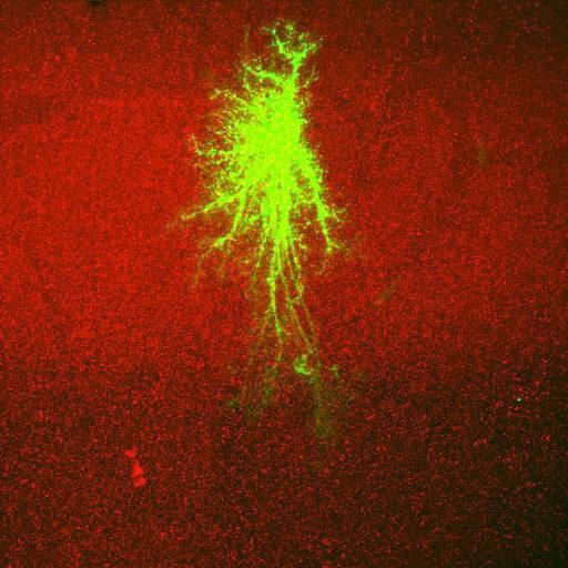  NCBI Organism:Rattus norvegicus; Cell Types:astrocyte, astrocyte of the hippocampus; Cell Components:cell projection cytoplasm, cell body; Biological process:forebrain astrocyte development